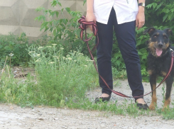 Ветеринары в Волгограде спасают собаку, «зависшую между двумя мирами»