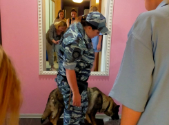Курят, не спят и хотят быть с собакой: волгоградцы рассказали о муках работы