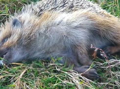 На видео попало, как еж умирал в муках после отравления в Волгограде