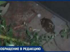 Крысы бегают вокруг магазина «Радеж» в Волгограде: очевидцы засняли на видео