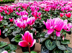 Выставку первоцветов в Волжском продлили на неделю