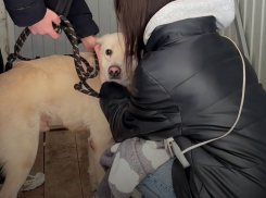 Собаку умершей перед Новым годом молодой мамы пристраивают в Волгограде