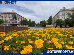 Розы в человеческий рост и ароматные бархатцы: центр Волгограда покрылся цветочными полями