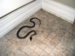 В волгоградский бизнес-центр заползла змея 