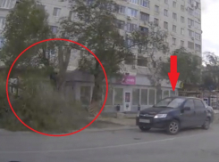 Уехавшего за секунду до падения дерева везучего автомобилиста сняли на видео в Волгограде