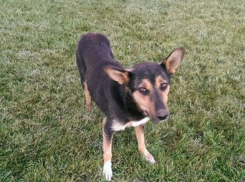 В Волгограде догхантер вместо наркоза убил дворнягу