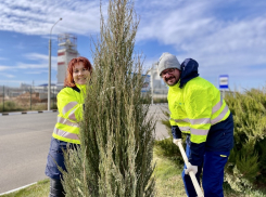 Построить ГОК, посадить дерево добрая традиция осенней посадки деревьев стала еще и красивой – сотрудники комбината провели субботник под музыку Вивальди