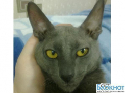 В конкурсе «Самый красивый кот Волгограда» участвует Лаврентий