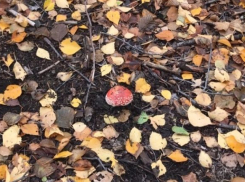 Казаки спасли затерявшуюся в лесу под Волгоградом «тихую охотницу»