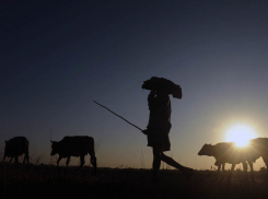 51-летний пастух скончался в поле под Волгоградом