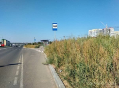  «Амброзия по пояс вдоль дороги, люди задыхаются от аллергии», - жители ЖК «Комарово» 