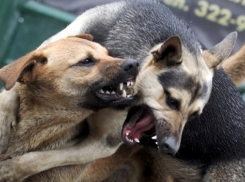 Волгоградцы боятся стаю бродячих собак, разорвавших кошку