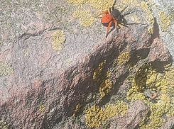 Плетущий минные поля красный ядовитый паук замечен в Волгограде