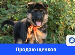Продаются щенки немецкой овчарки