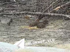 Крысиное ОПГ бесчинствует на улице Штеменко в Волгограде — видео 