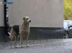 «Выбрались под беспощадный огонь городских сумасшедших»: как депутаты хотят бороться с засильем бездомных псов в Волгограде