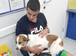 В Волгограде водитель вип-авто переехал щенка: песик больше не сможет ходить