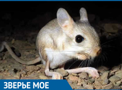 Почему зверек с большими мохнатыми лапками стал исчезать из Волгоградской области