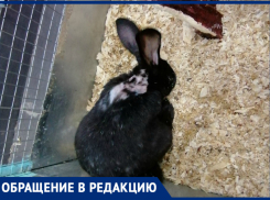 Концлагерь для животных потребовала запретить возмущенная волгоградка