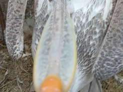 Танец гигантского пеликана сняли на видео в Волгограде