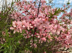 Дожди и грозы встретят волгоградцев в начале рабочей недели