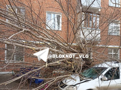 Штормовой ветер обрушил дерево на автомобиль в Волгограде