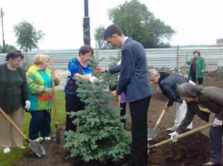 На юге Волгограда высадили 22 голубых ели
