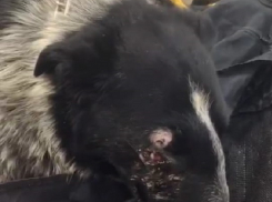 В Волгограде волонтер борется за жизнь дворняги с половиной головы