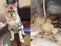 Волгоградец рассказал жуткую историю живодерства в одной из ветклиник города