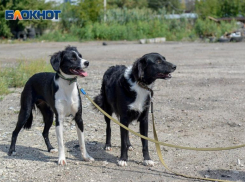 Приют с 41 травмированным животным, который «кинула» транспортная компания в Волгограде, все-таки переезжает на новое место