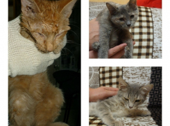 В Волжском сотрудники УК замуровали пять кошек 