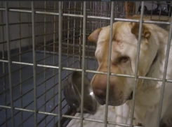 Черви в яйцах на производстве и ужасы ветеринарии в Волгограде показали по Федеральному телеканалу 