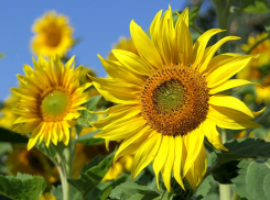 Компания из топ-3 агропредприятий региона перестала быть волгоградской