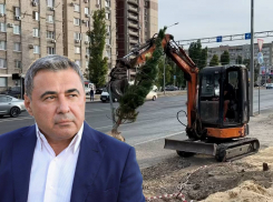 Массовую вырубку вязов и замену их елками и соснами в центре Волгограда защитил депутат