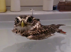 В 40-градусную жару без воды остались жители Городища Волгоградской области