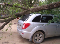 Рухнувшее в Волгограде дерево раздавило внедорожник 