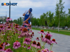 Карликовое государство безработных за полгода насчитали в Волгоградской области