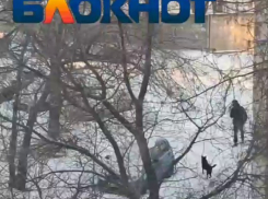 «Нападают на машины и на людей»: два двора в Волгограде запугала стая собак