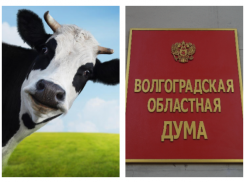 Волгоградские депутаты озаботились коровьими лепешками и козьими шариками