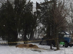 В Волгограде концессионер ЦПКиО уничтожает 40-метровые тополя
