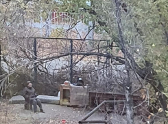 «У нас не город, а псарня»: стая собак во главе с пенсионеркой оккупировала футбольное поле в центре Волгограда