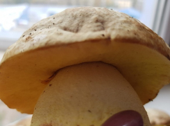 «Тихий охотник» пролежала в овраге три дня без еды и воды в Волгоградской области