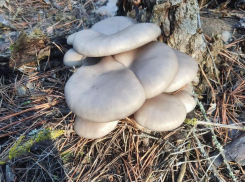 Гриб с 26-сантиметровой шляпкой сделал волгоградку чемпионкой