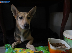 Вода замёрзла в трубах волгоградского приюта на 2000 животных