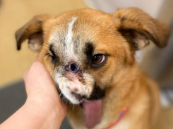 «Ее новое имя Милли, живет в Лондоне»: собака с огнестрельным ранением из Волгограда обрела дом