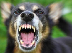 Участкового едва не разорвали бродячие собаки на юге Волгограда 