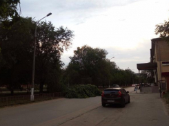 В Волгограде сильный ветер начал валить деревья