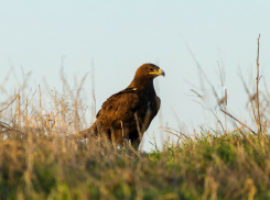 В Волгоградской области линии электропередач убивают краснокнижных степных орлов