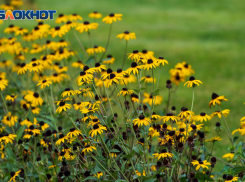 Последнее теплое октябрьское воскресенье ожидается в Волгограде