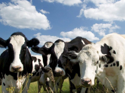 В Волгоградской области 62 коровы заразились бруцеллезом